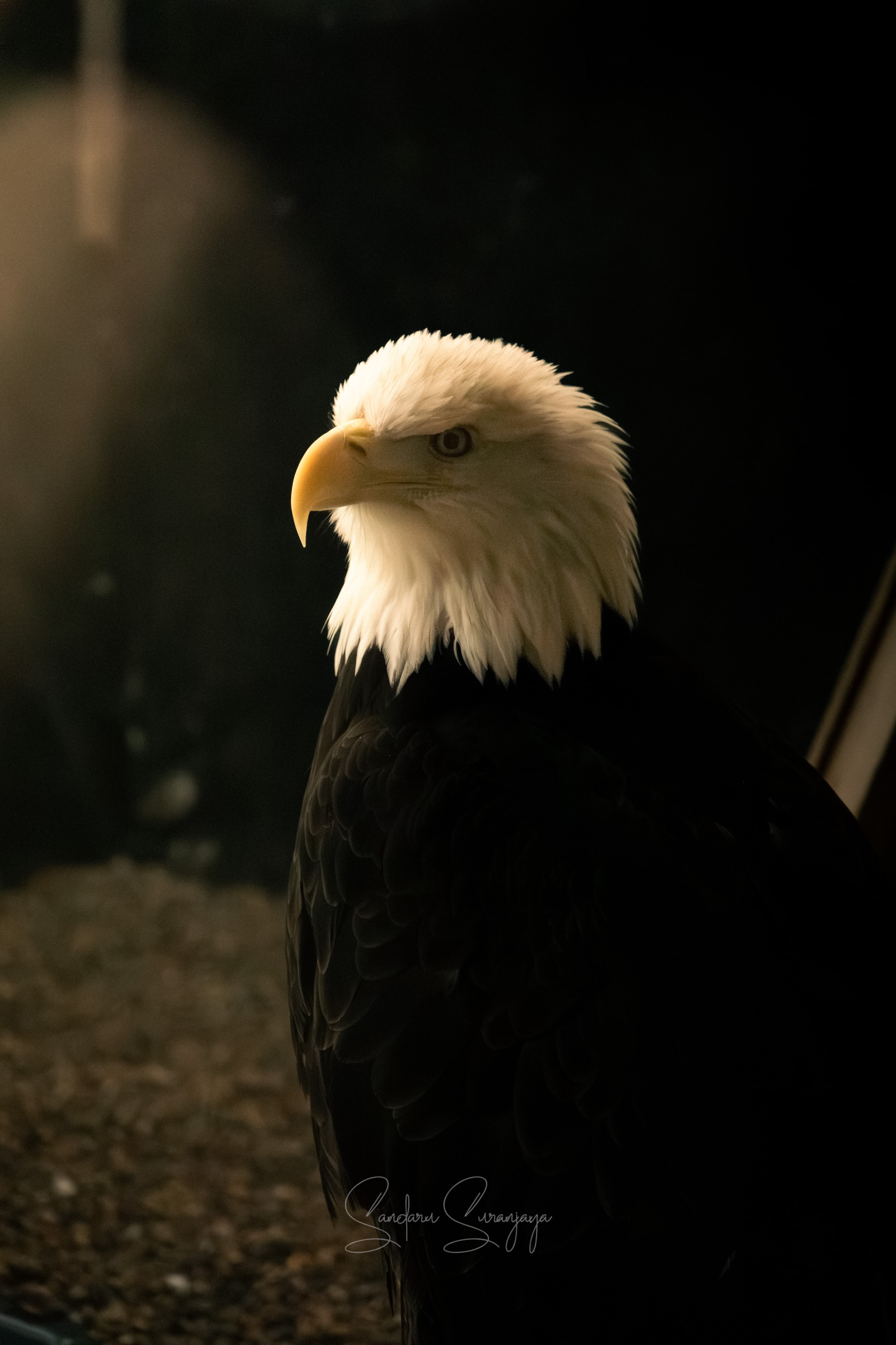 zjuhbceffgoyn2xskrbe